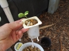 planted (Medium)